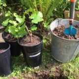 Grožđe - kako saditi i negovati na otvorenom, sadnja i njega za poč...